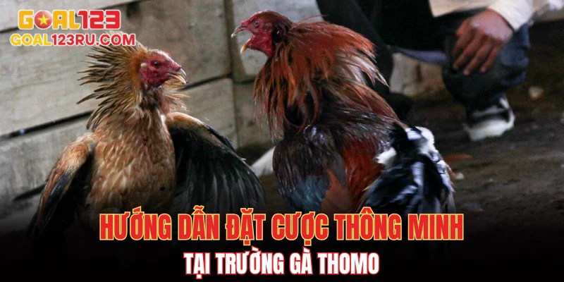 Trường Gà Thomo, Đỉnh Cao Cược Đá, Thắng Ngay Không Chờ 4 Hướng dẫn đặt cược thông minh tại trường gà Thomo