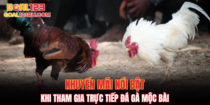 Trực Tiếp Đá Gà Mộc Bài, Xem Cực Đã, Cá Cược Đầy Tay 4 Khuyến mãi nổi bật khi tham gia trực tiếp đá gà Mộc Bài