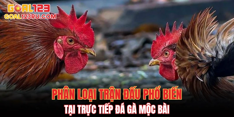 Trực Tiếp Đá Gà Mộc Bài, Xem Cực Đã, Cá Cược Đầy Tay 3 Phân loại trận đấu phổ biến tại trực tiếp đá gà Mộc Bài