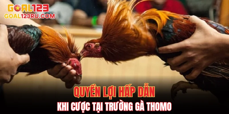 Trường Gà Thomo, Đỉnh Cao Cược Đá, Thắng Ngay Không Chờ 3 Quyền lợi hấp dẫn khi cược tại trường gà Thomo