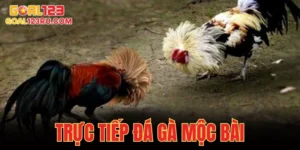 Trực Tiếp Đá Gà Mộc Bài, Xem Cực Đã, Cá Cược Đầy Tay