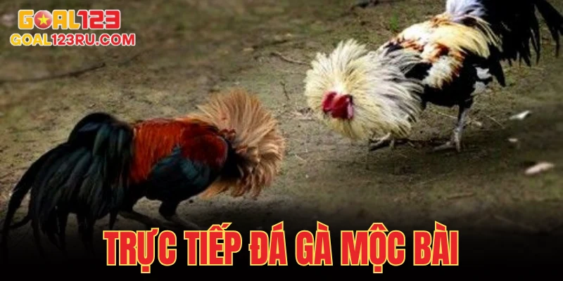 Trực Tiếp Đá Gà Mộc Bài, Xem Cực Đã, Cá Cược Đầy Tay 6 Trực Tiếp Đá Gà Mộc Bài, Xem Cực Đã, Cá Cược Đầy Tay