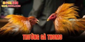 Trường Gà Thomo, Đỉnh Cao Cược Đá, Thắng Ngay Không Chờ